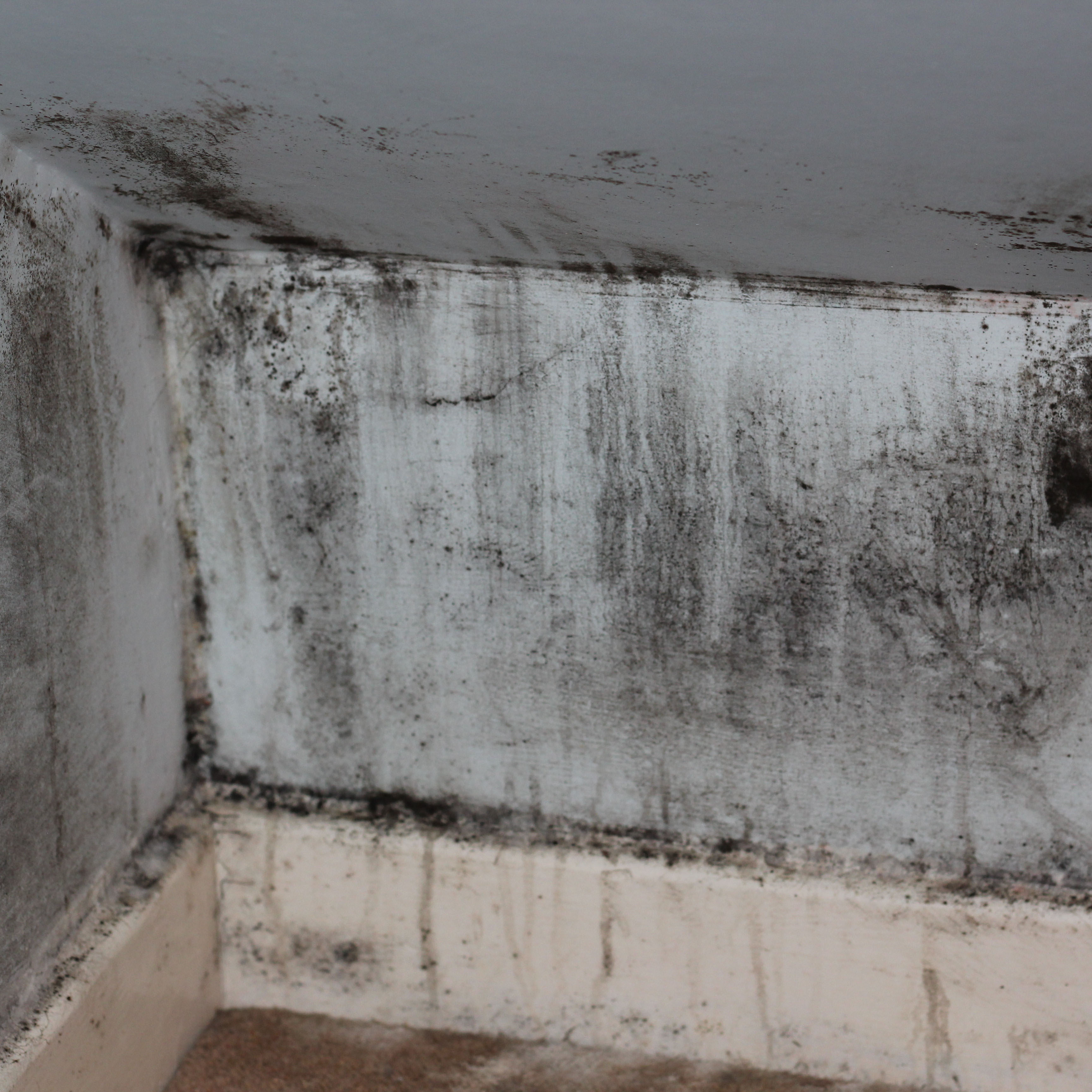 We will check for mold during your home inspection